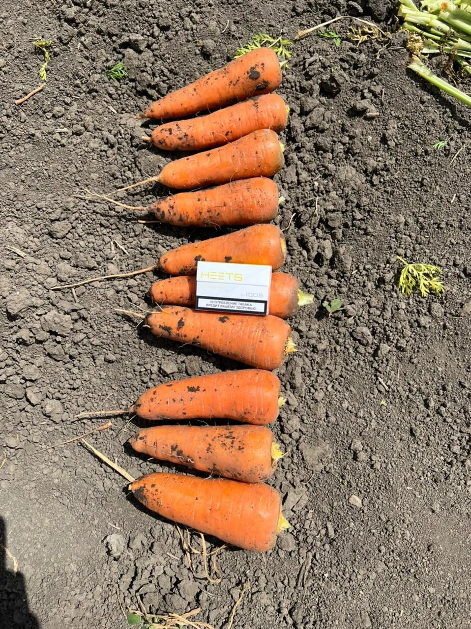морковь оптом в Украине