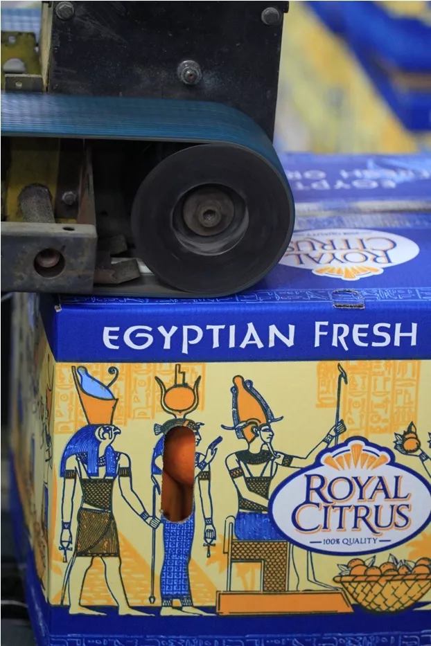 апельсины валенсия, египет в Египте 9