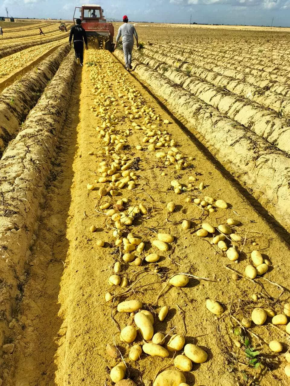 новый сезон, новый урожай картофель  в Египте 8