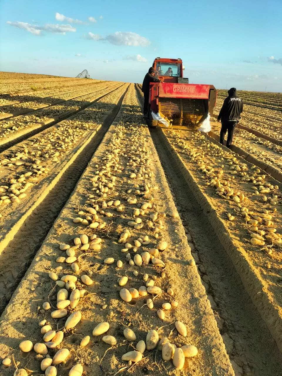 новый сезон, новый урожай картофель  в Египте
