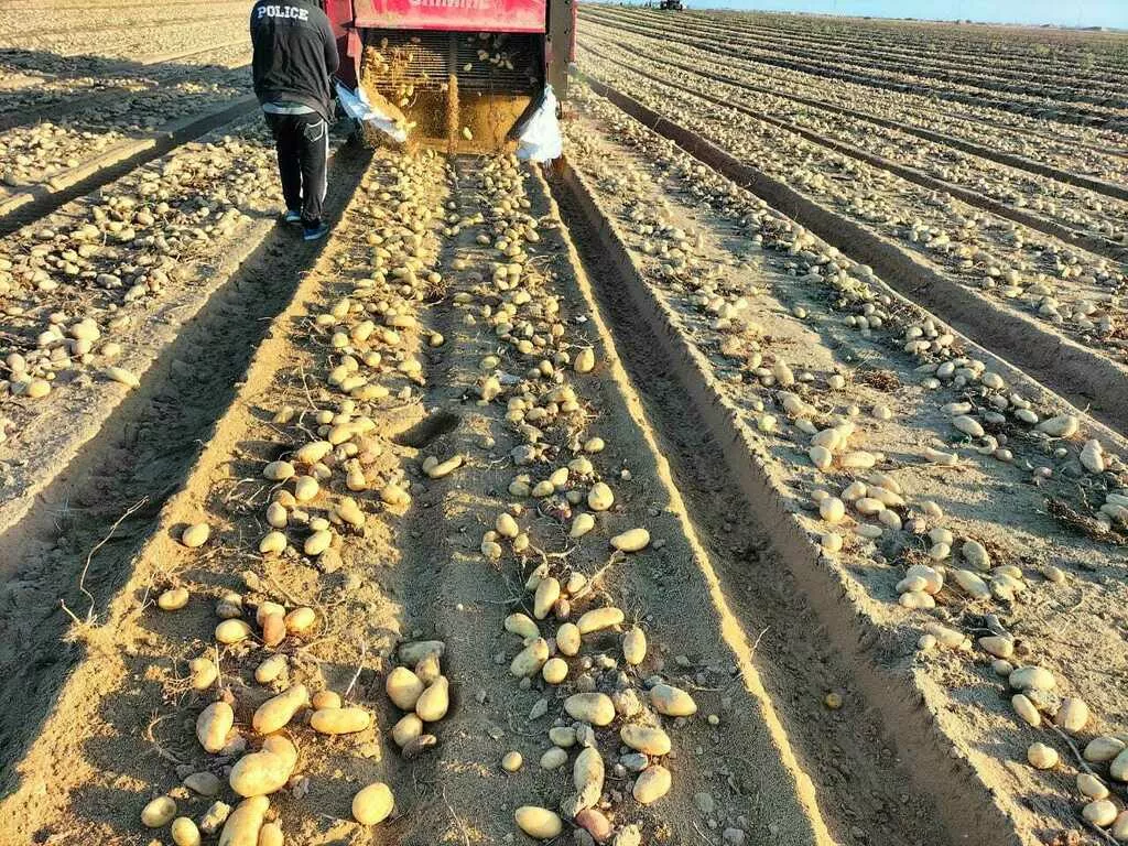 новый сезон, новый урожай картофель  в Египте 6