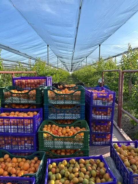 свежий абрикос с нашего сада в Армения