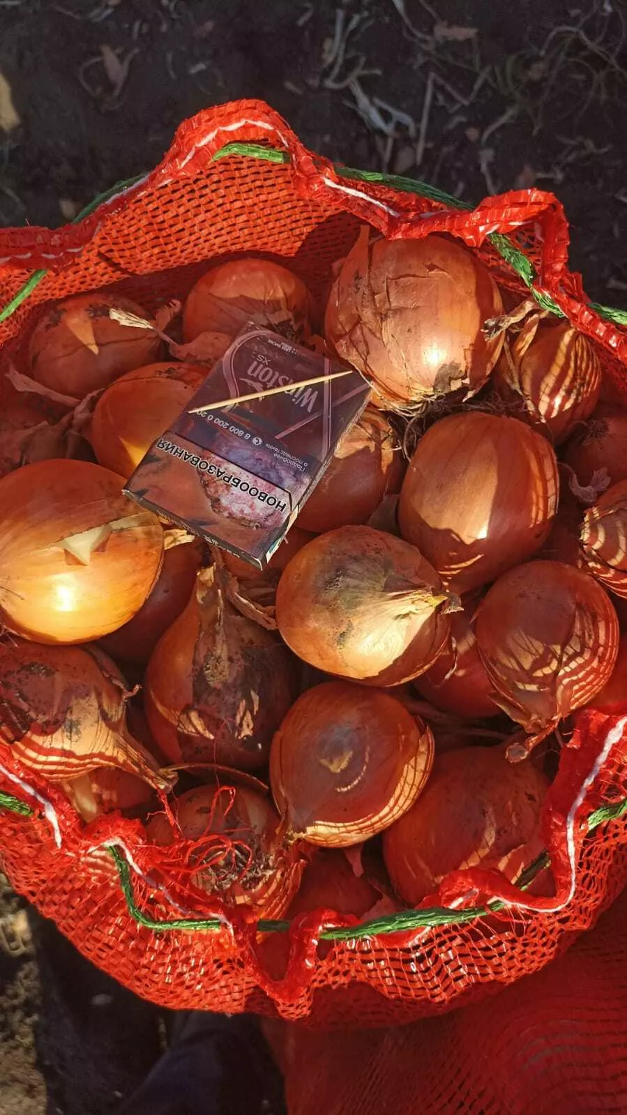лук репчатый свежий пр-во рф,под заказ в Республике Беларусь 2