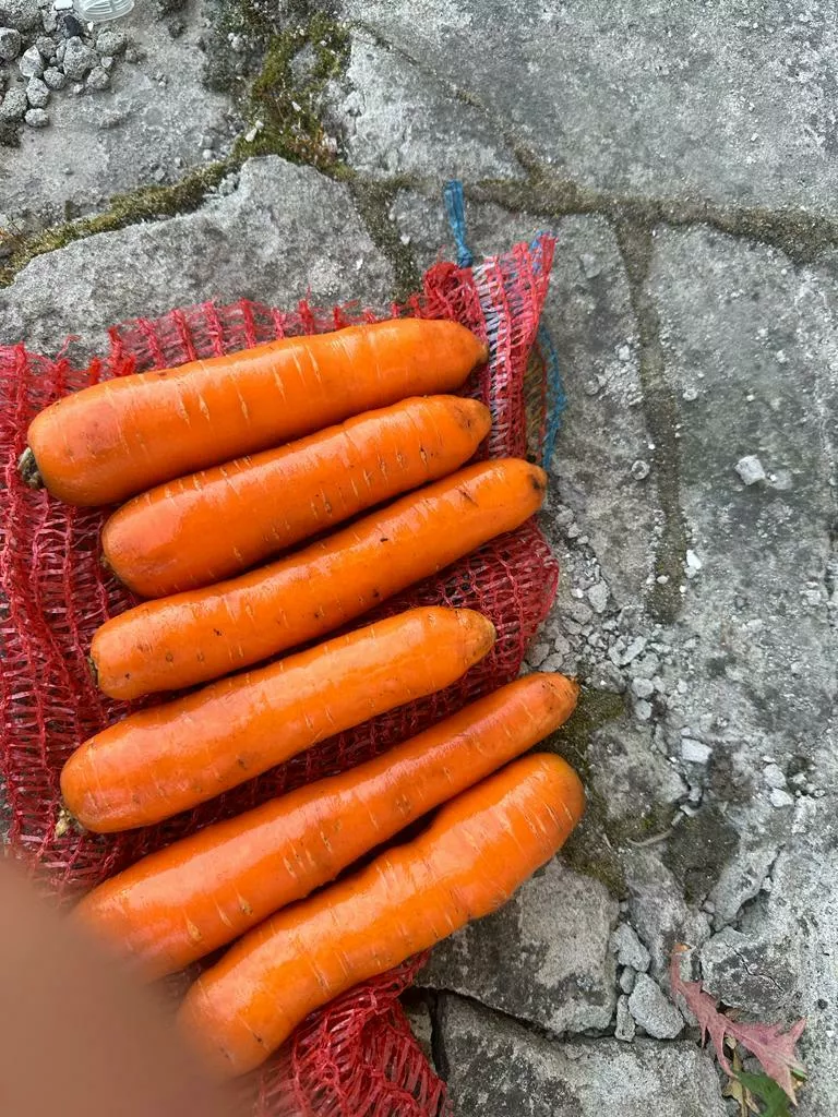 морковь свежая столовая в Республике Беларусь