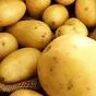 картофель без посредника  в Республике Беларусь