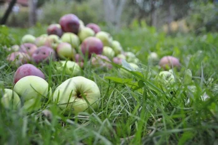 фотография продукта Яблоки на переработку в Чувашии