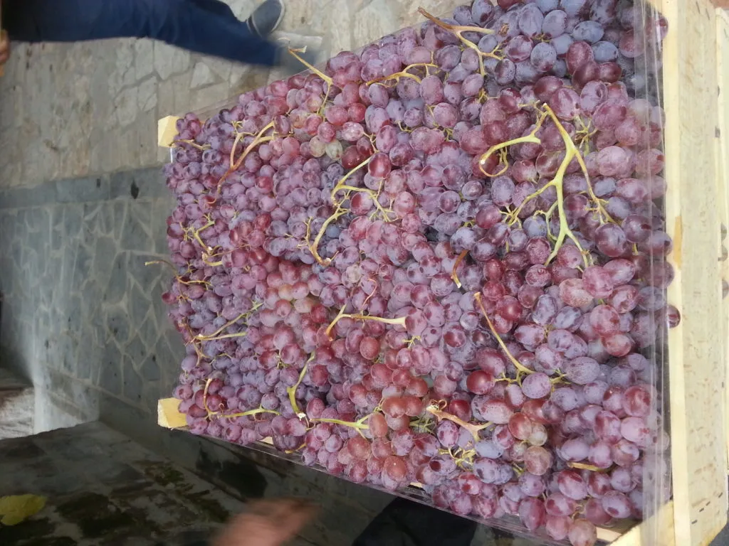 виноград, зелень, сухофрукты, финики. в Армения