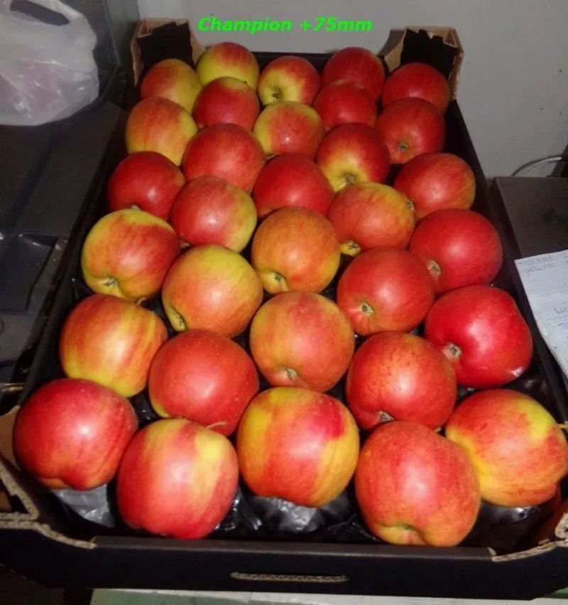 экспорт яблок в Республике Беларусь 5