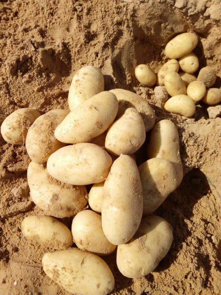 картофель Египет в Египте