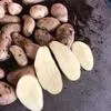 картофель Спунта в Египте 3