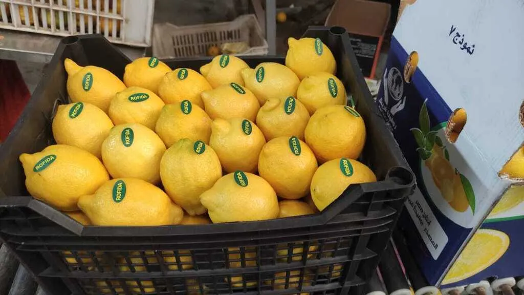 лимон адалия в Египте