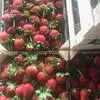оптовая продажа овощей и фруктов  в Турции 18