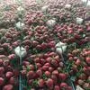 оптовая продажа овощей и фруктов  в Турции 21