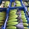 оптовая продажа овощей и фруктов  в Турции 12