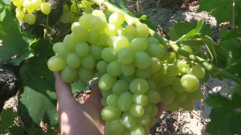 виноград в асс. в Турции 3