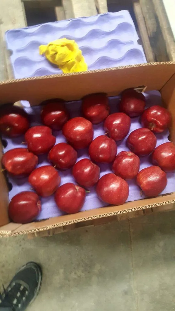 яблоки Red Shif Premium Class  в Турции 3