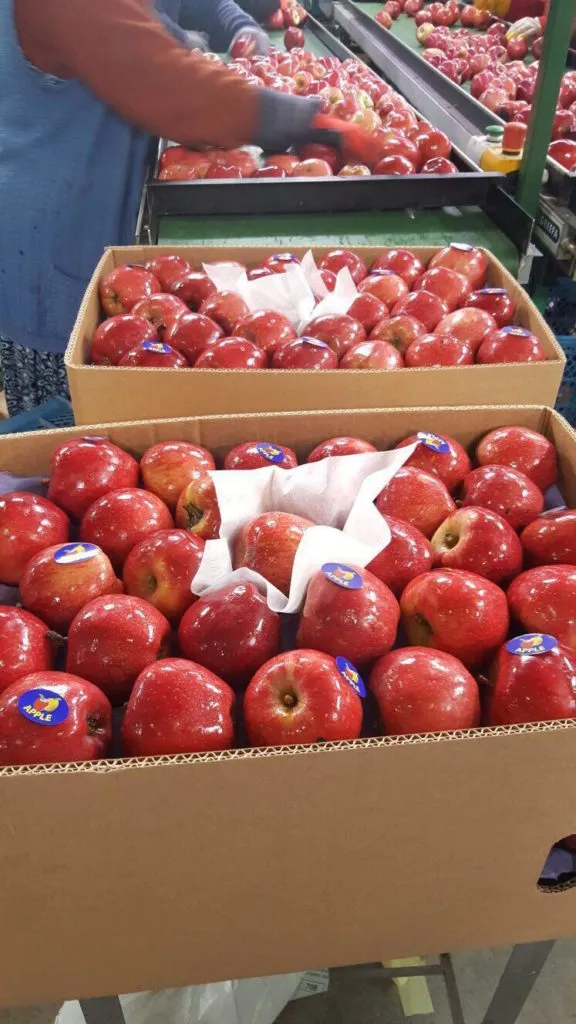 яблоки Red Shif Premium Class  в Турции 2