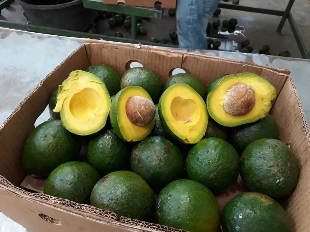авокадо из Доминиканы в Доминиканской Республике