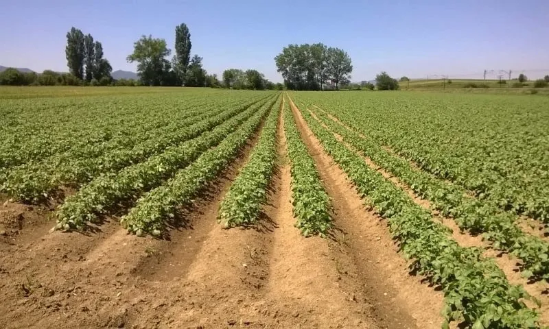ранний картофель (нав ҳосили картошка) в Таджикистане