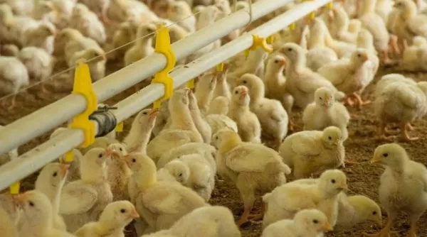 ГАП «Ресурс» делает ставку на мясопереработку