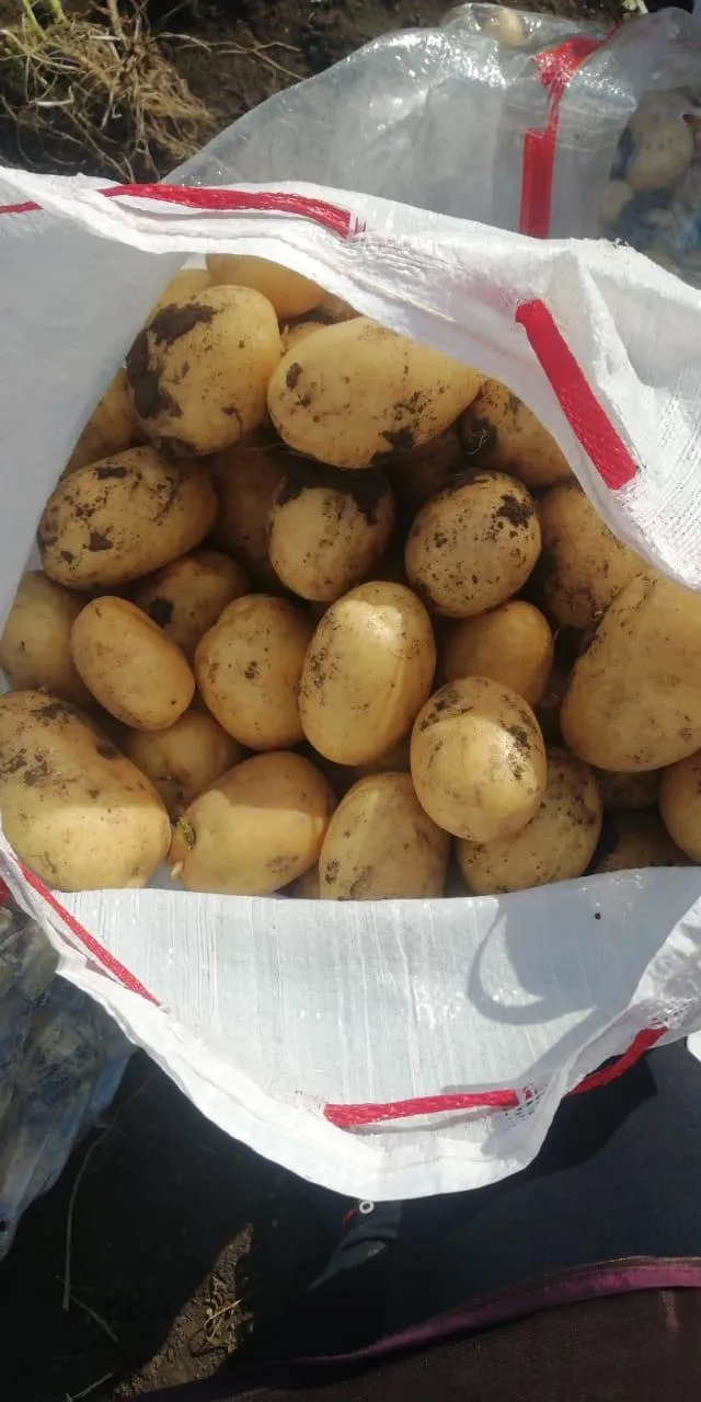 картофель отличного качества в Казахстане