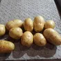 картофель продовольственный в Республике Беларусь