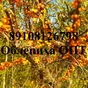 облепиха оптом замороженная 2021 года в Москве