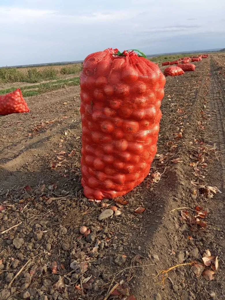 лук в Ставрополе и Ставропольском крае 5