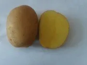 картофель в Республике Беларусь 3
