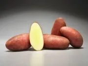 картофель в Республике Беларусь 2