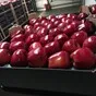 продаем Молдавские яблоки оптом. в Молдавии 3