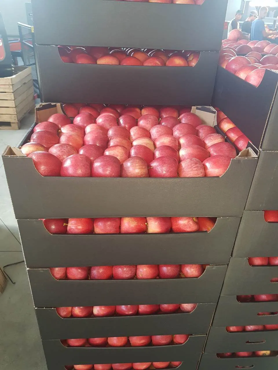 продаем Молдавские яблоки оптом. в Молдавии