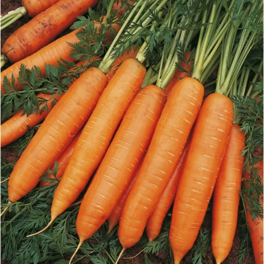 морковь свежая столовая в Республике Беларусь
