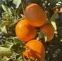 мандарины из марокко сорт надоркот в Марокко 3