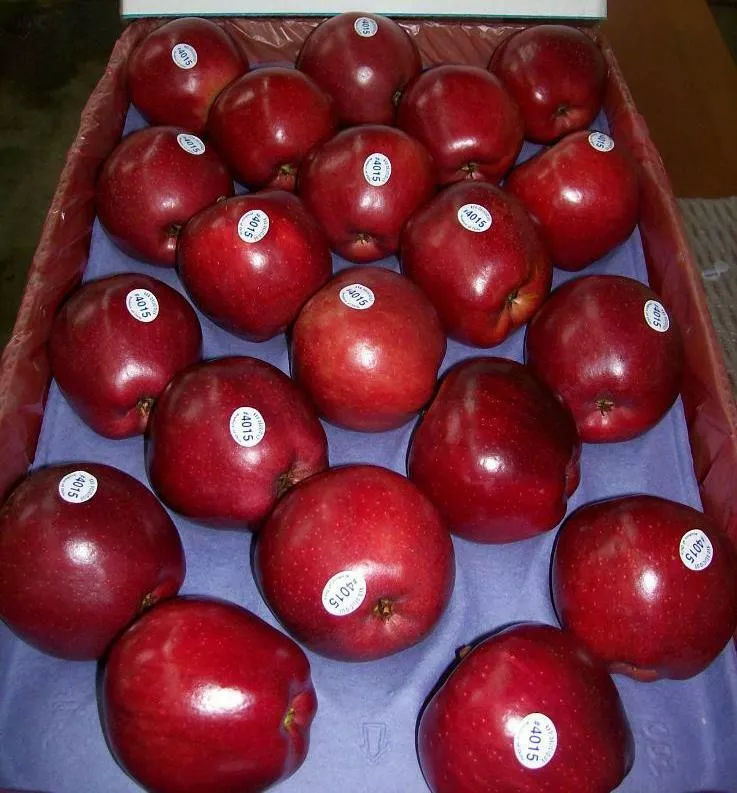 предлагаю яблоки из аргентины в Аргентине 4