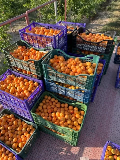 свежий абрикос с нашего сада в Армения 3