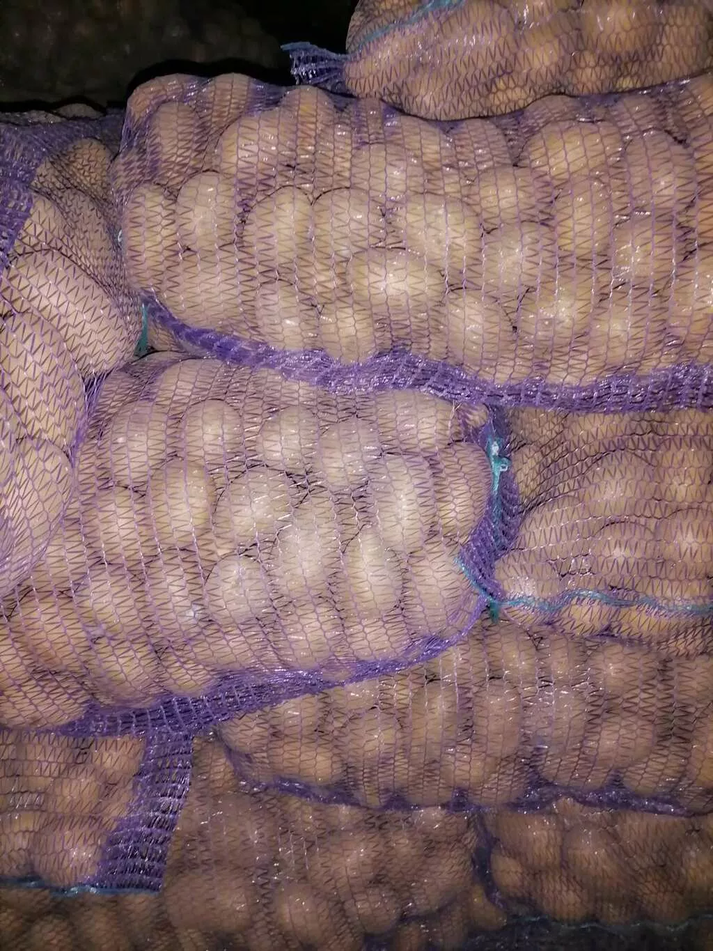 картофель продовольственый в Республике Беларусь 2