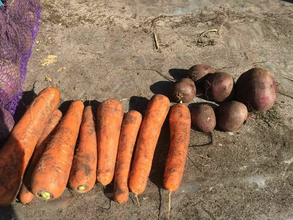морковь свежая столовая в Республике Беларусь 3