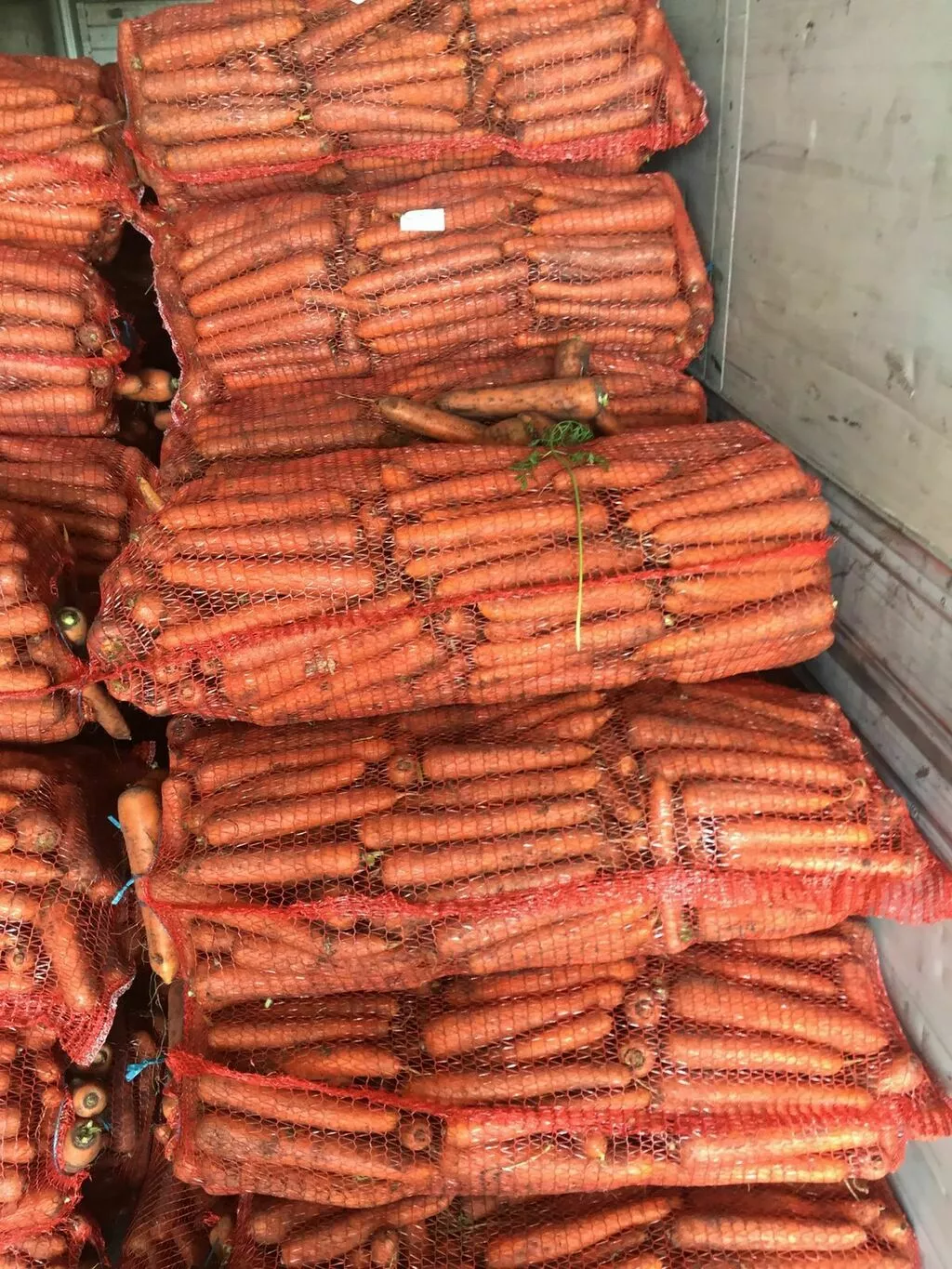 морковь свежая столовая в Республике Беларусь 2