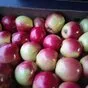 яблоки в Республике Беларусь
