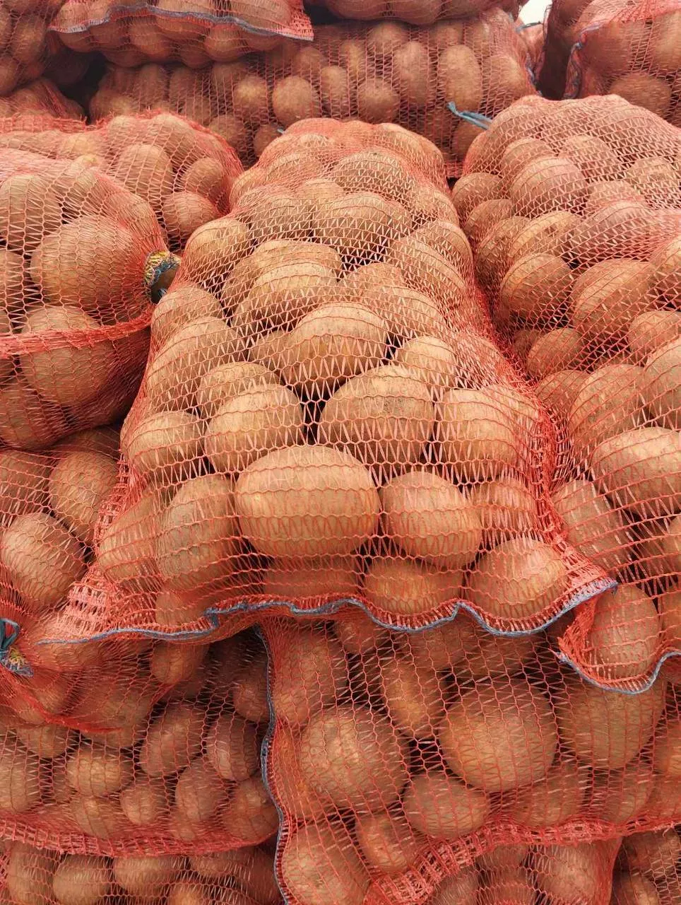 картофель сорта бельмондо в Республике Беларусь 4