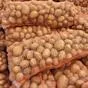 картофель сорта бельмондо в Республике Беларусь 2