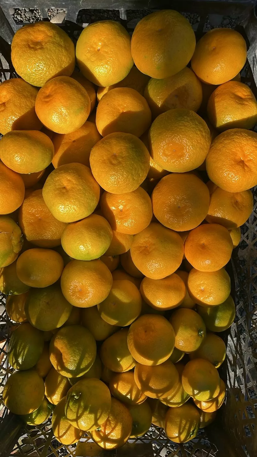 фотография продукта Мандарины из грузии 