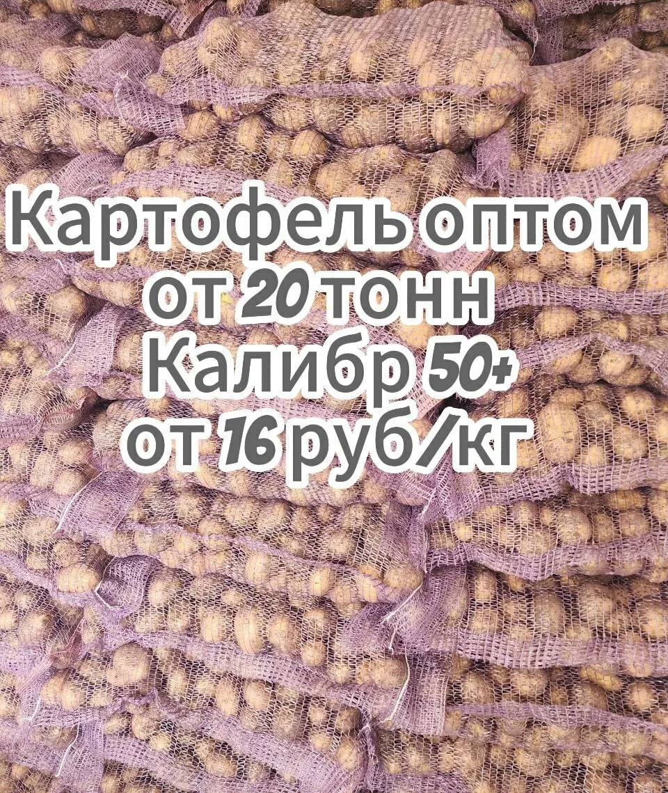 Фотография продукта Картофель оптом от 20 т