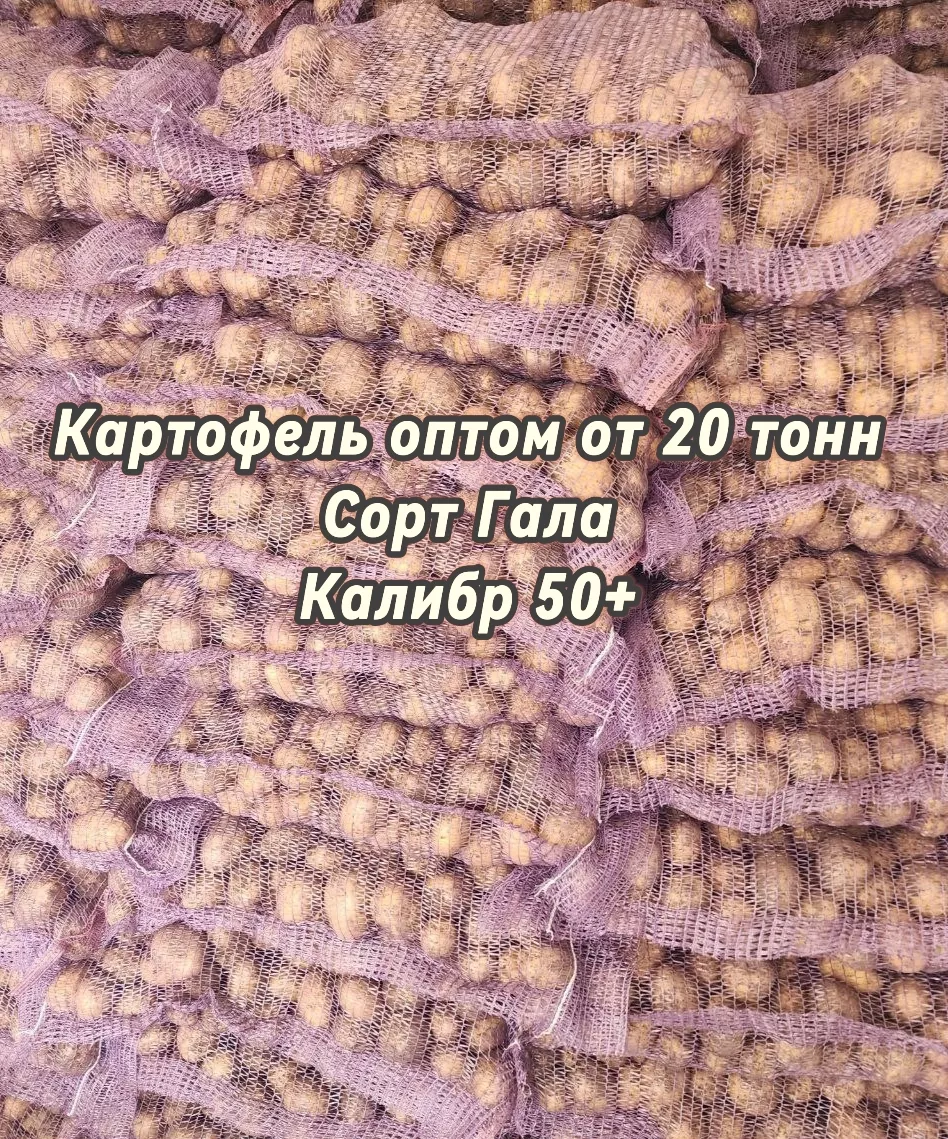 фотография продукта Картофель оптом от 20 т