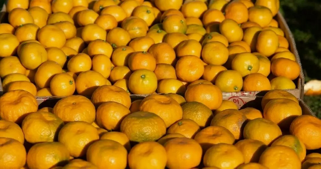 фотография продукта Мандарины оптом из абхазии