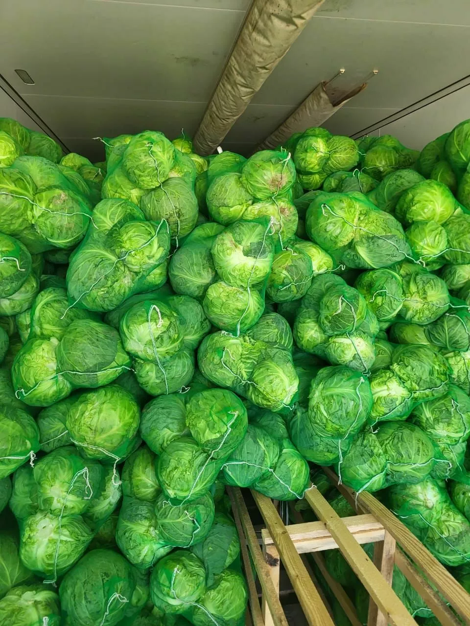 капуста казахстан  в Москве 2