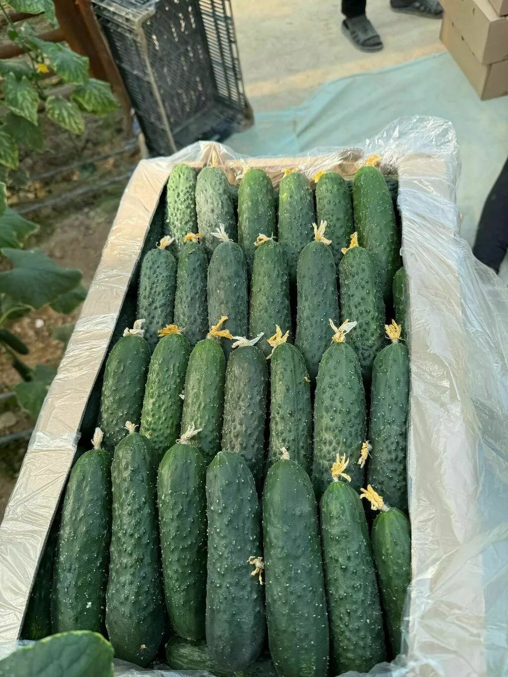 огурцы в Москве 2