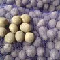 семенной картофель 1я репродукция в Брянске и Брянской области