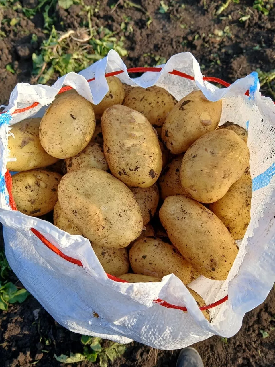 кубанская картошка, урожай 2025 в Краснодаре и Краснодарском крае 3
